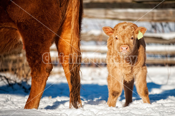 Young baby beef calf standing in snow