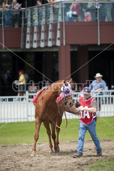 Quarter Horse Racing at Ajax Downs