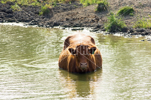 Beef cattle standing in pond drinking water