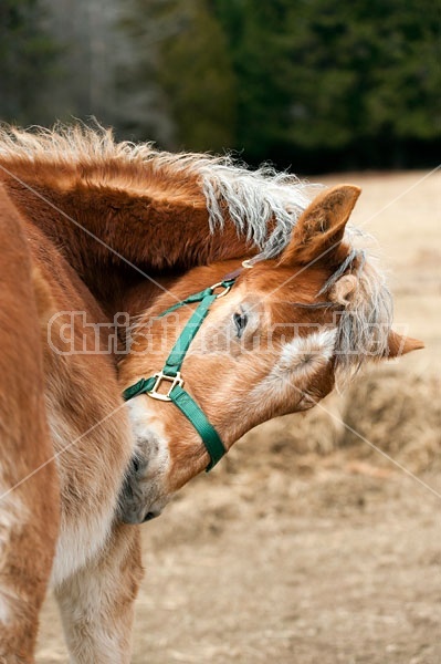 Horse Scratching an itch