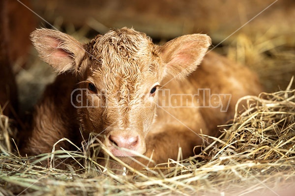 Baby Beef Calf