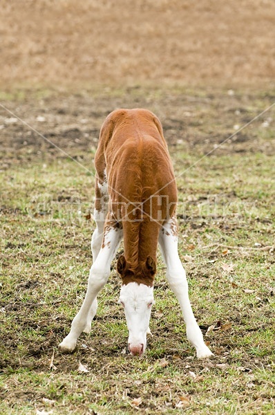 Young Paint foal