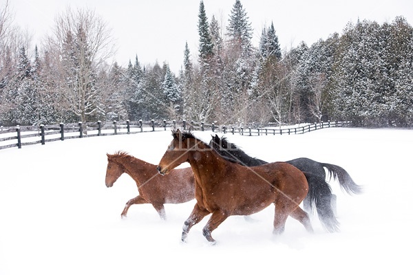 Three horses galloping through snow