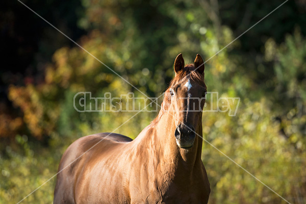 Portrait of a Thoroughbred horse