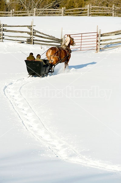 Single Horse Sleigh Ride