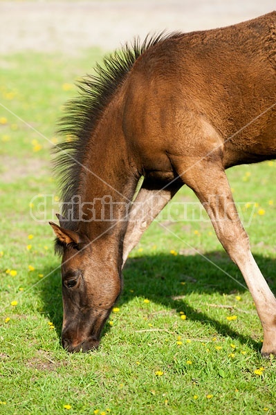 quarter horse foal