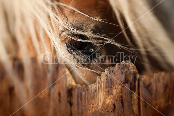 Close-up photo of a horses eye over stall door