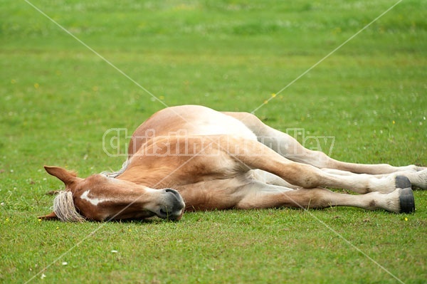 Young Belgian draft horse sleeping outside