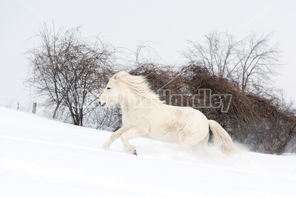 White Icelandic horse in deep snow