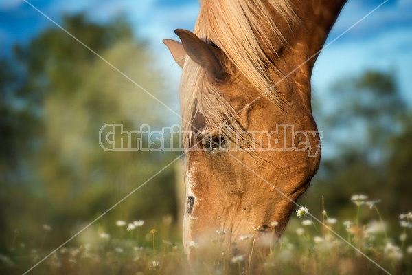 Belgian draft horse grazing