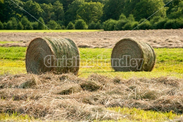Round bales of hay sitting in field