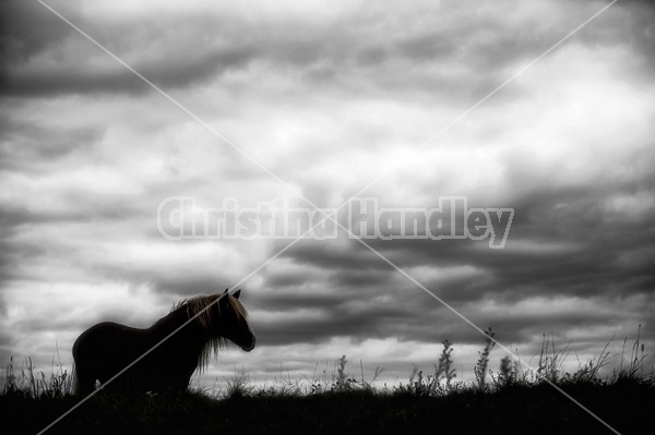Horse against big sky background
