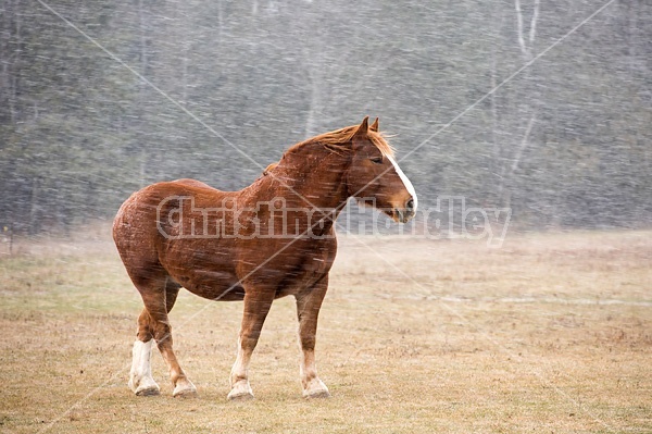 Belgian draft horse standing outside in a snow storm