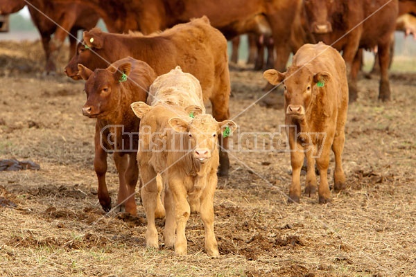 Beef Calves