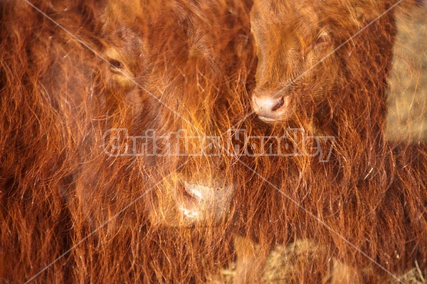 Double exposure of cow faces combined with the long winter hairy coats of cattle