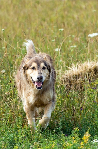 Brown dog in field