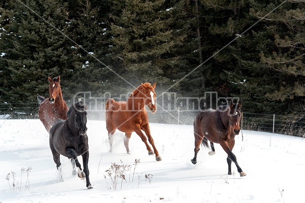 Horses galloping in deep snow