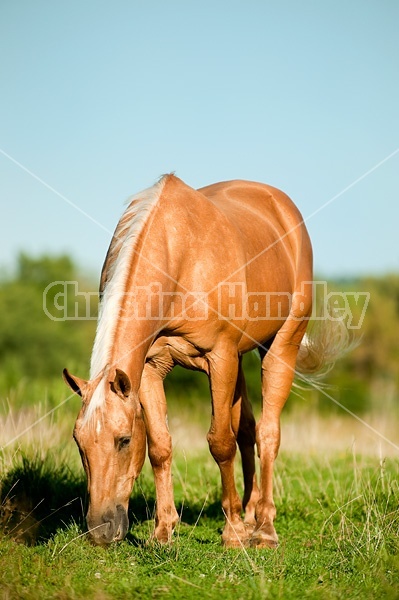 Palomino Quarter Horse