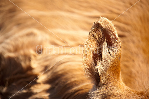 Close-up photo of a cows ear