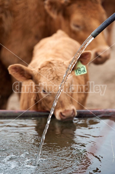 Young Beef Calf at Water Trough