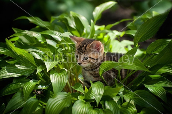 Young baby calico kitten playing in flower garden