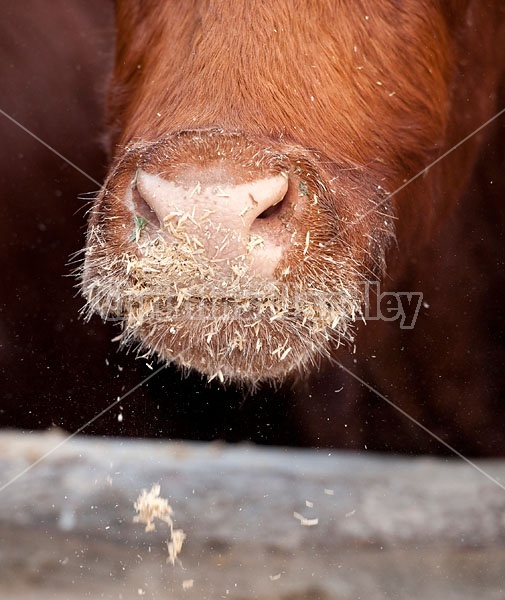 Oat Covered Cow Nose