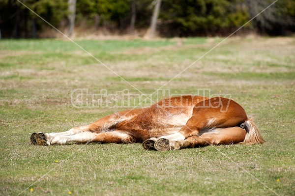 Young Belgian Horse Lying Down