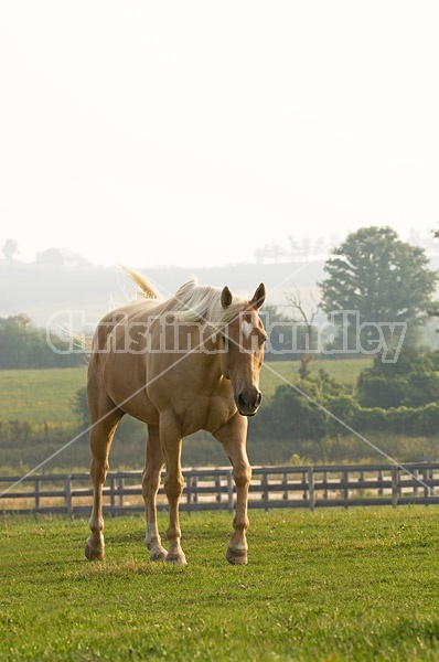 Palomino Quarter horse gelding