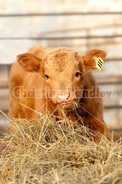 Young Beef Calf