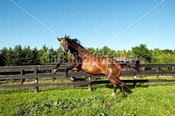 Bay Thoroughbred horse running and playing in his paddock