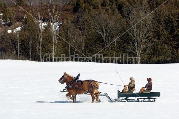 Horse drawn sleigh ride