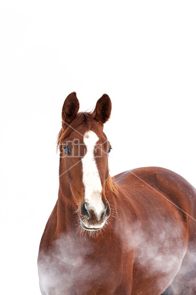 Portrait of a horse in the winter