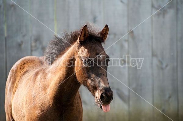 Quarter horse foal