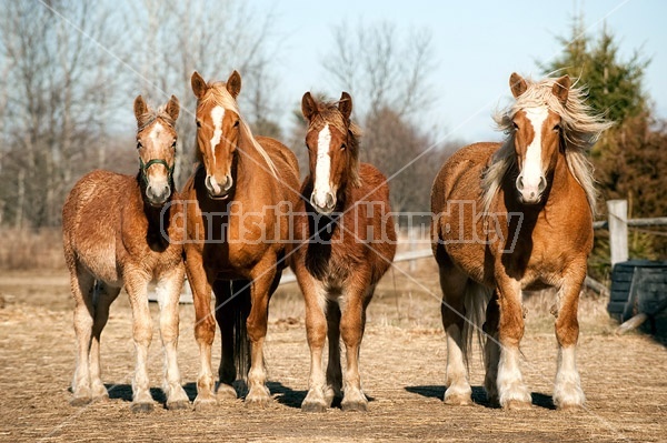 Four horses standing side by side