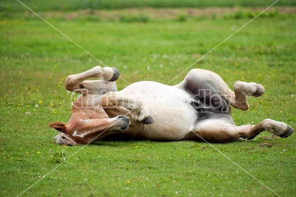 Young Belgian draft horse rolling