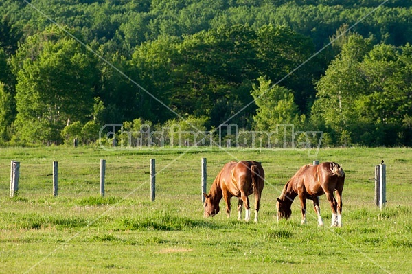 Two Belgian draft horses grazing side by side