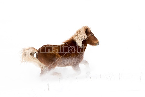 Chestnut Icelandic horse running through deep snow. Ontario Canada