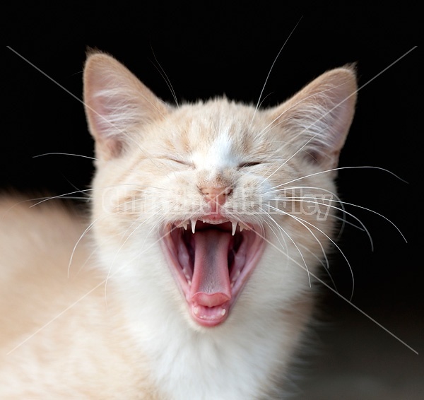 Orage kitten yawning