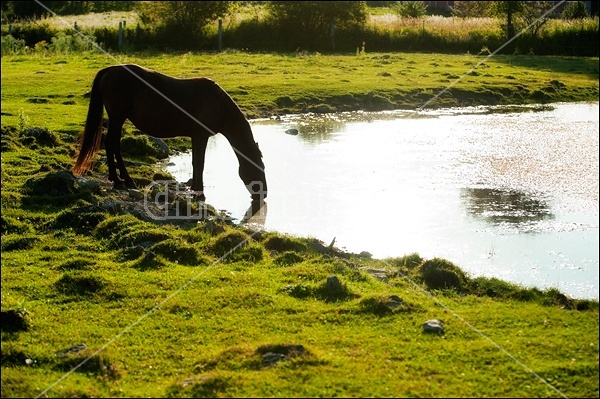 Rocky Mountain Horse