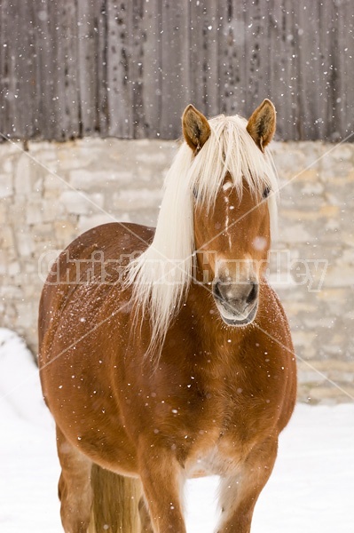 Photo of a Belgian draft horse in the snow