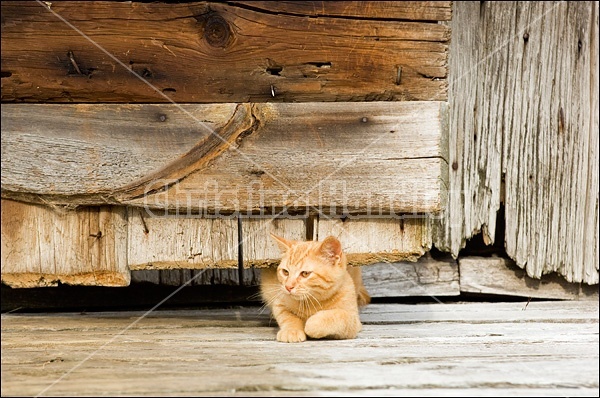 Orange kitten crawling under wooden barn door