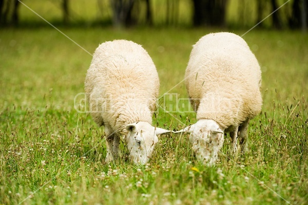 Sheep on summer pasture.