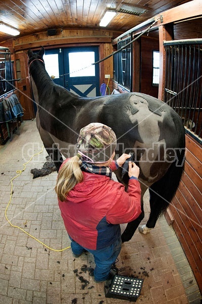 Woman clipping horse