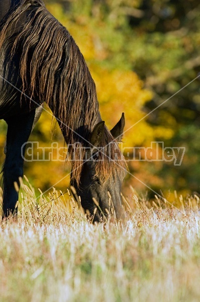 Friesian horse on autumn pasture