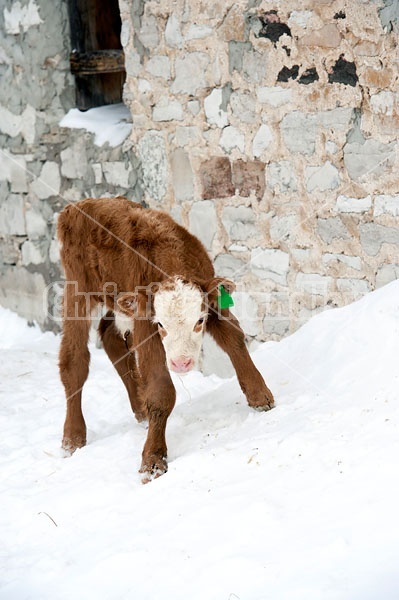 Young Calf on Snowbank