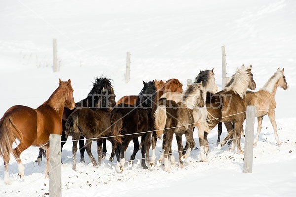 Herd of Rocky Mountain Horses Galloping in Snow