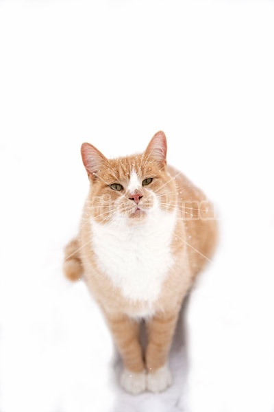 Orange cat sitting in the snow