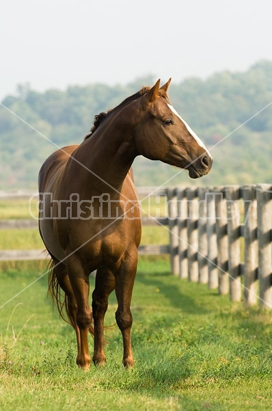Chestnut Quarter horse