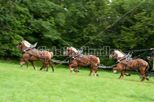 Belgian draft horse six horse hitch