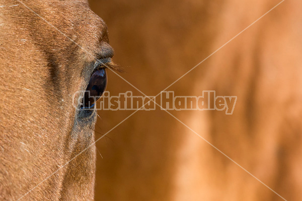 Close-up photo of a horse eyeball